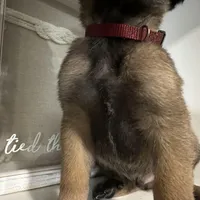 Maroon, a male Belgian Malinois for sale in Bonifay, FL – Photo 6 of 7