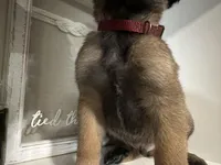 Maroon, a male Belgian Malinois for sale in Bonifay, FL – Photo 4 of 6