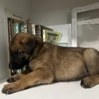 Maroon, a male Belgian Malinois for sale in Bonifay, FL – Photo 4 of 7