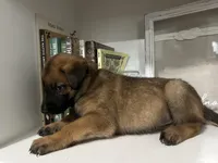 Maroon, a male Belgian Malinois for sale in Bonifay, FL – Photo 3 of 6