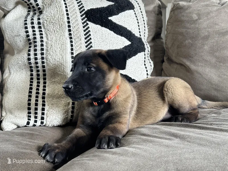 Orange – Belgian Malinois puppy for sale in Bonifay, FL