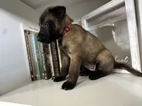 Orange, a female Belgian Malinois for sale in Bonifay, FL – Photo 2 of 5