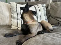 Orange, a female Belgian Malinois for sale in Bonifay, FL – Photo 2 of 4