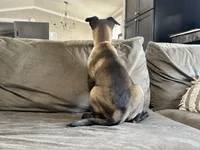 Orange, a female Belgian Malinois for sale in Bonifay, FL – Photo 4 of 4