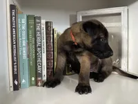 Orange, a female Belgian Malinois for sale in Bonifay, FL – Photo 3 of 5