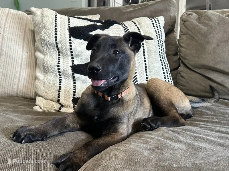 Orange – Belgian Malinois puppy on hold in Bonifay, FL