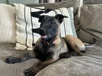 Orange, a female Belgian Malinois for sale in Bonifay, FL – Photo 1 of 4