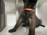 Orange, a female Belgian Malinois for sale in Bonifay, FL – Photo 4 of 5