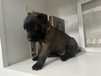 Orange, a female Belgian Malinois for sale in Bonifay, FL – Photo 5 of 5