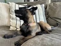 Orange, a female Belgian Malinois for sale in Bonifay, FL – Photo 3 of 4