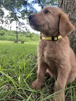 Yellow, a male Labradoodle for sale in Bonifay, FL – 4 of 6