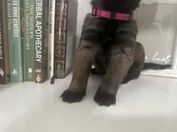 Dark Pink, a female Belgian Malinois for sale in Bonifay, FL – Photo 2 of 2