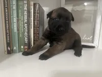 Dark Pink, a female Belgian Malinois for sale in Bonifay, FL – Photo 1 of 2