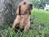 Light pink, a female Labradoodle for sale in Bonifay, FL – 2 of 6