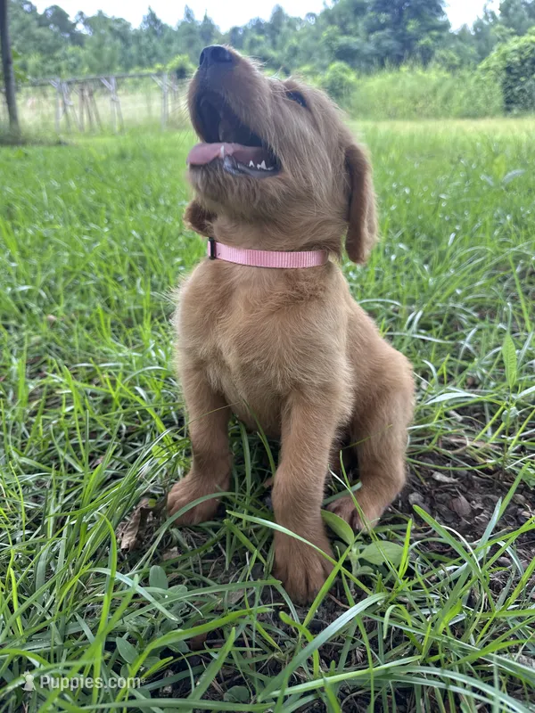 Light pink – Labradoodle puppy for sale in Bonifay, FL