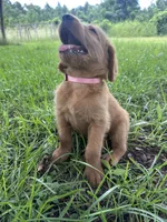 Light pink, a female Labradoodle for sale in Bonifay, FL – 1 of 6