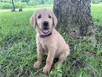 Dark pink, a female Labradoodle for sale in Bonifay, FL – 1 of 6
