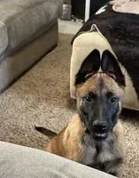 Green, a male Belgian Malinois for sale in Bonifay, FL – Photo 2 of 9