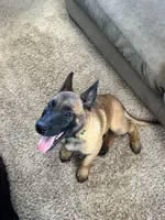 Green, a male Belgian Malinois for sale in Bonifay, FL – Photo 1 of 9