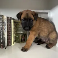 Green, a male Belgian Malinois for sale in Bonifay, FL – Photo 8 of 9