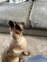 Green, a male Belgian Malinois for sale in Bonifay, FL – Photo 3 of 9