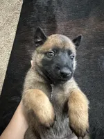 Green, a male Belgian Malinois for sale in Bonifay, FL – Photo 3 of 3