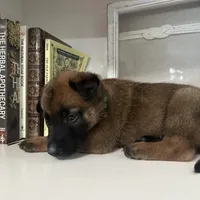 Green, a male Belgian Malinois for sale in Bonifay, FL – Photo 9 of 9