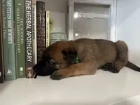 Green, a male Belgian Malinois for sale in Bonifay, FL – Photo 2 of 3