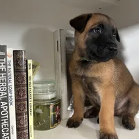 Green, a male Belgian Malinois for sale in Bonifay, FL – Photo 7 of 9