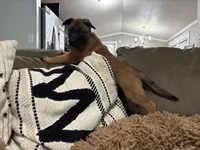 Green, a male Belgian Malinois for sale in Bonifay, FL – Photo 6 of 9