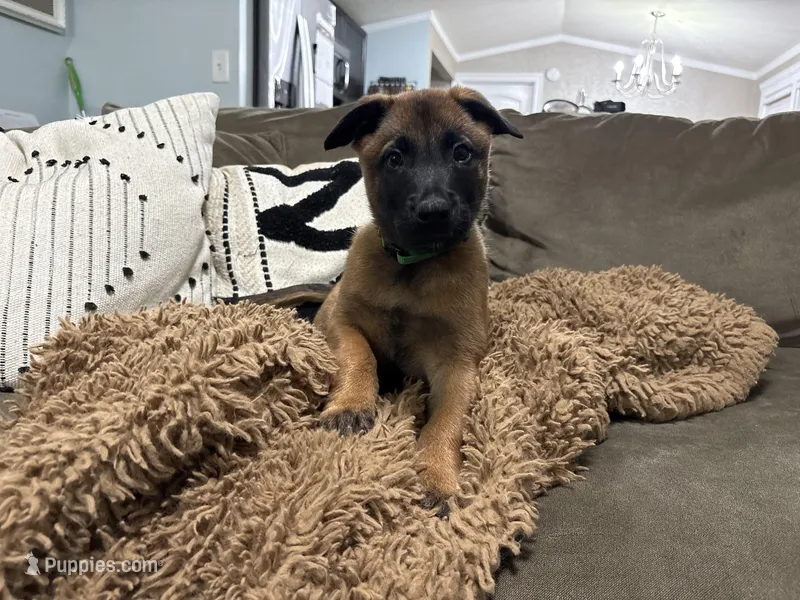 Green – Belgian Malinois puppy for sale in Bonifay, FL