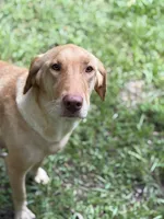 Orange, a male Labradoodle for sale in Bonifay, FL – 4 of 5