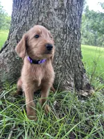 Purple, a female Labradoodle for sale in Bonifay, FL – 3 of 5