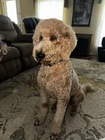Blue, a male Labradoodle for sale in Bonifay, FL – 7 of 7