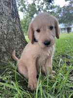 Blue, a male Labradoodle for sale in Bonifay, FL – 1 of 7