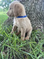 Blue, a male Labradoodle for sale in Bonifay, FL – 2 of 7