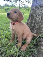 Orange, a male Labradoodle for sale in Bonifay, FL – 2 of 5
