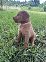 Light pink, a female Labradoodle for sale in Bonifay, FL – 3 of 6