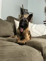 Light Pink, a female Belgian Malinois for sale in Bonifay, FL – 2 of 10