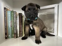 Light Blue , a female Belgian Malinois for sale in Bonifay, FL – Photo 1 of 6