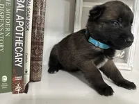 Light Blue , a female Belgian Malinois for sale in Bonifay, FL – Photo 6 of 6