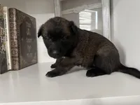 Light Blue , a female Belgian Malinois for sale in Bonifay, FL – Photo 5 of 6