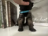 Light Blue , a female Belgian Malinois for sale in Bonifay, FL – Photo 4 of 6