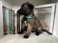 Light Blue , a female Belgian Malinois for sale in Bonifay, FL – Photo 2 of 6