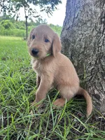 Lime green , a male Labradoodle for sale in Bonifay, FL – 4 of 6