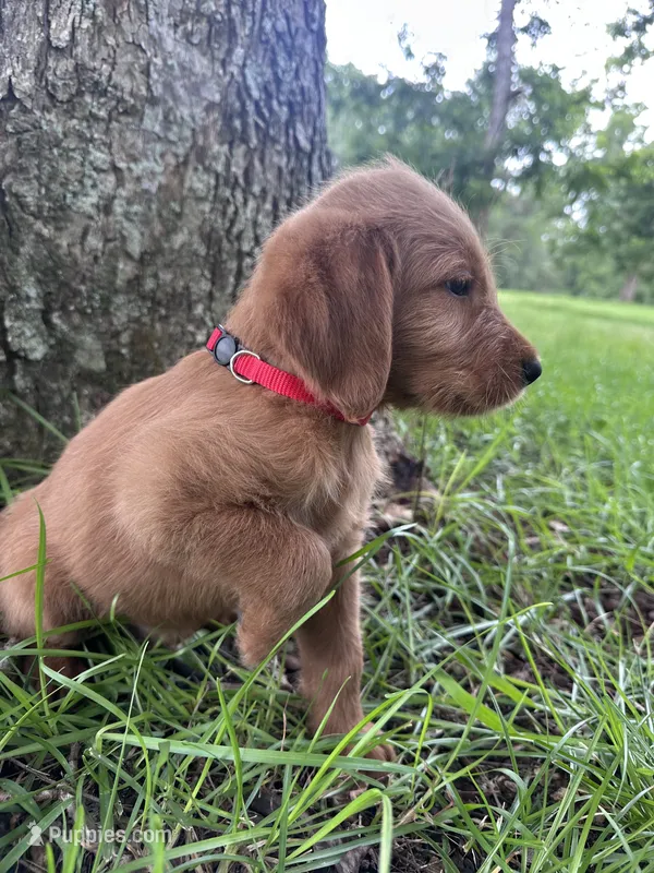 Red – Labradoodle puppy for sale in Bonifay, FL