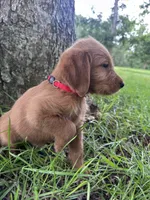 Red, a male Labradoodle for sale in Bonifay, FL – 1 of 7