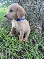 Blue, a male Labradoodle for sale in Bonifay, FL – 3 of 7