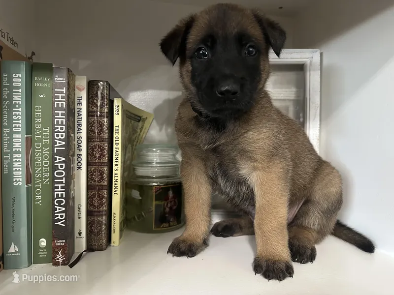 Navy Blue, a male Belgian Malinois for sale in Bonifay, FL – Photo 1 of 5