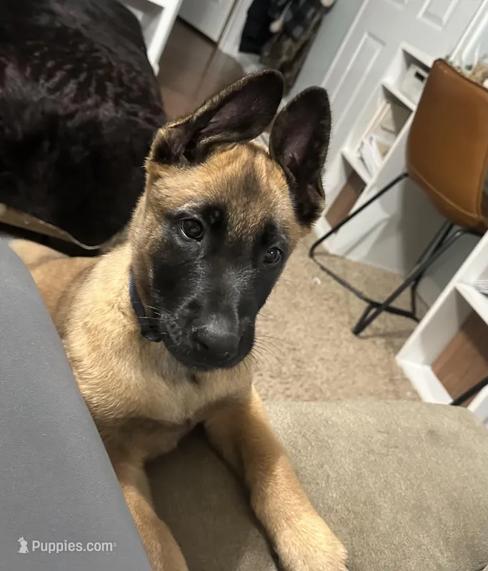 Navy Blue – Belgian Malinois puppy for sale in Bonifay, FL